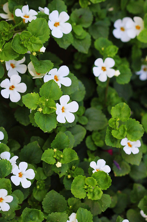 Bacopa Monnieri Supplements