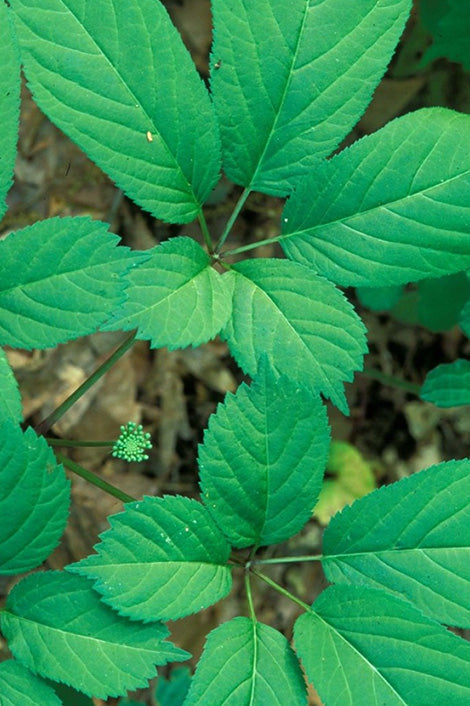 Panax Ginseng Supplements