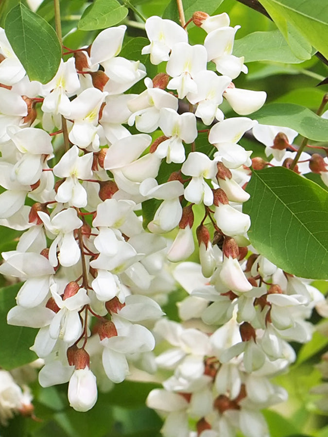 Supplements with Japanese Pagoda Tree
