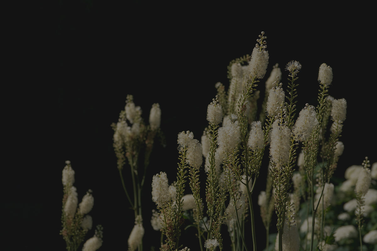 Black Cohosh Supplements