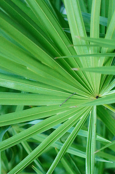 Saw Palmetto Supplements