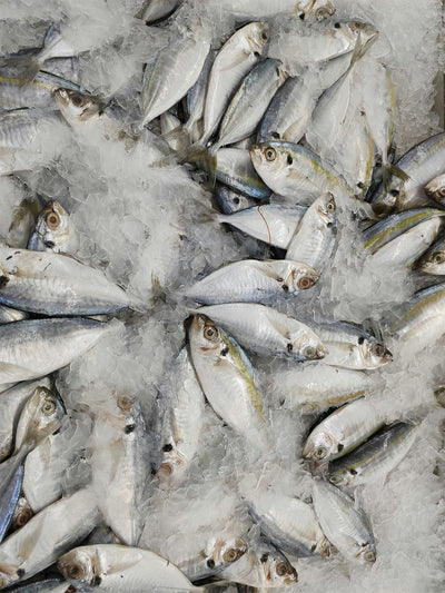 Fish oil