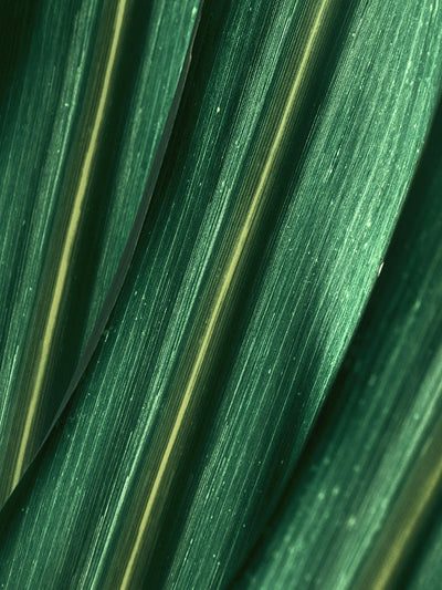 Bamboo