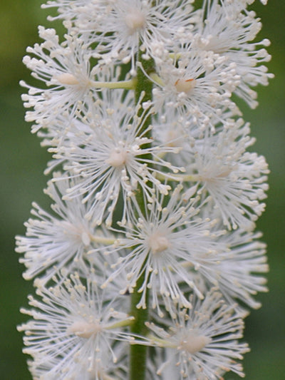 Black cohosh