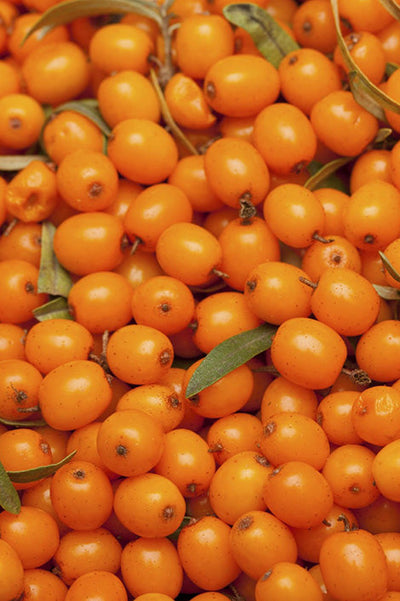 Sea buckthorn