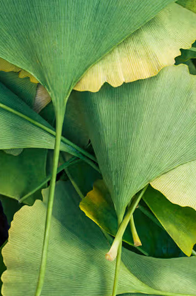 Ginkgo biloba