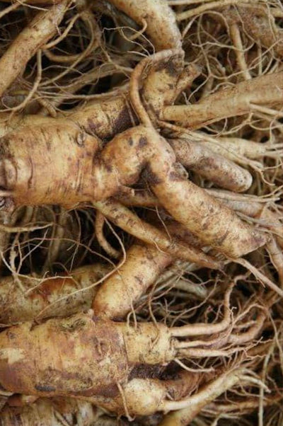 Korean red ginseng