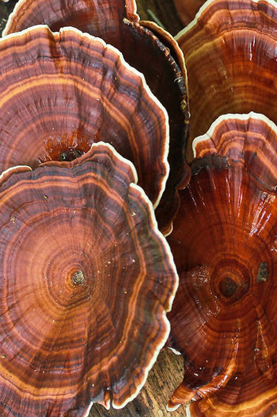 Reishi