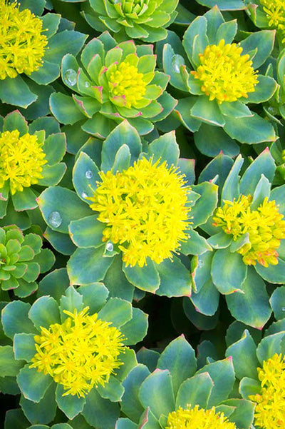 Rhodiola rosea