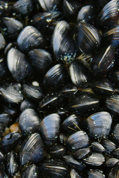 Selenium